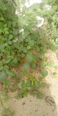 Magnoliopsida