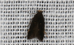 Aproaerema simplexella