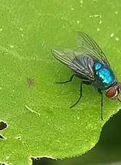Lucilia eximia