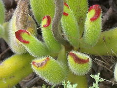 Cotyledon campanulata