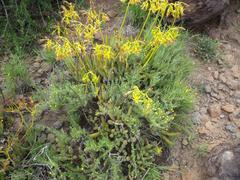 Cotyledon campanulata