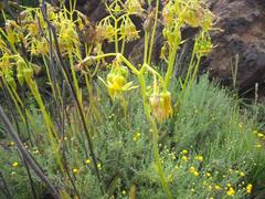 Cotyledon campanulata