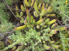 Cotyledon campanulata
