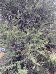 Vachellia