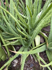 Aloe vera