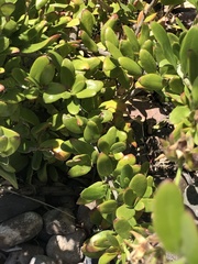 Gambelia