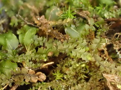 Mesoptychia collaris