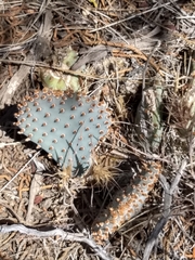 Opuntia basilaris