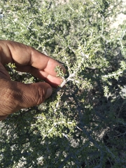 Condalia ericoides