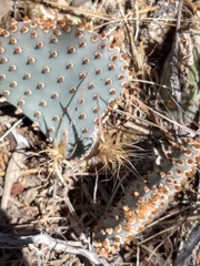 Opuntia basilaris