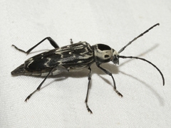 Sarosesthes fulminans