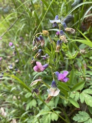 Lathyrus linifolius