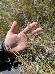 Muhlenbergia utilis