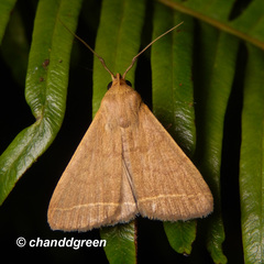 Simplicia cornicalis