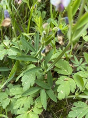 Lathyrus linifolius