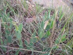 Rafnia elliptica