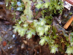 Mnium marginatum