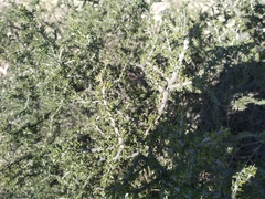Condalia ericoides