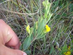 Rafnia elliptica