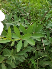 Ipomoea paludosa