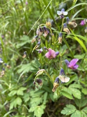 Lathyrus linifolius