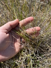 Muhlenbergia utilis
