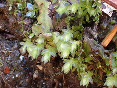 Mnium marginatum