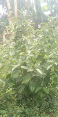 Magnoliopsida