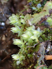 Mnium marginatum