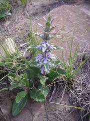 Ajuga ophrydis