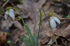 Galanthus alpinus
