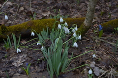 Galanthus alpinus