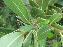 Austrodontura capensis