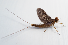 Callibaetis ferrugineus ferrugineus