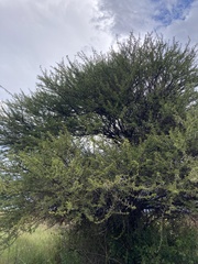 Vachellia