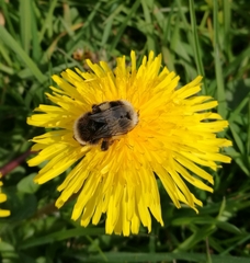 Bombus cryptarum
