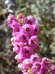 Erica chamissonis