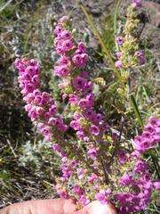 Erica chamissonis