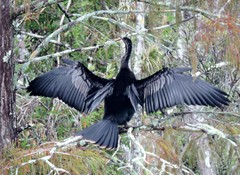 Anhinga anhinga