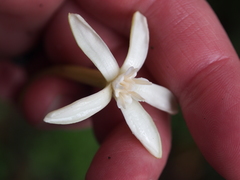 Posoqueria