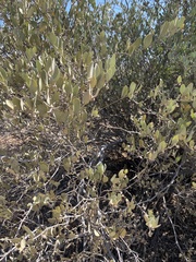 Simmondsia chinensis