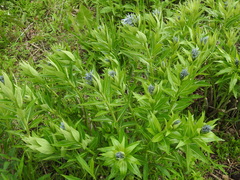 Amsonia illustris