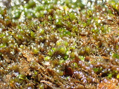 Hygrohypnella ochracea