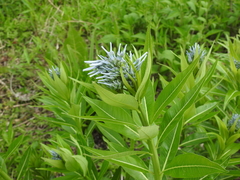 Amsonia illustris