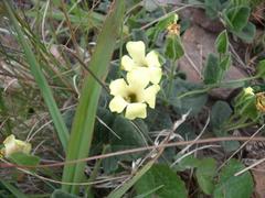 Thunbergia capensis