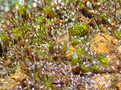 Hygrohypnella ochracea