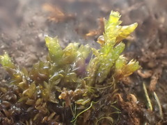 Hygrohypnella ochracea