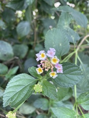 Lantana