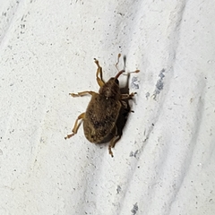 Lignyodes bischoffi