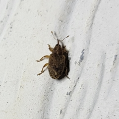 Lignyodes bischoffi